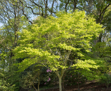 10 YELLOW ASH TREE Kentucky Yellowwood White Flowers Cladrastis Lutea Kentukea Seeds